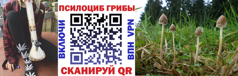Галлюциногенные грибы Psilocybine cubensis  Советск 